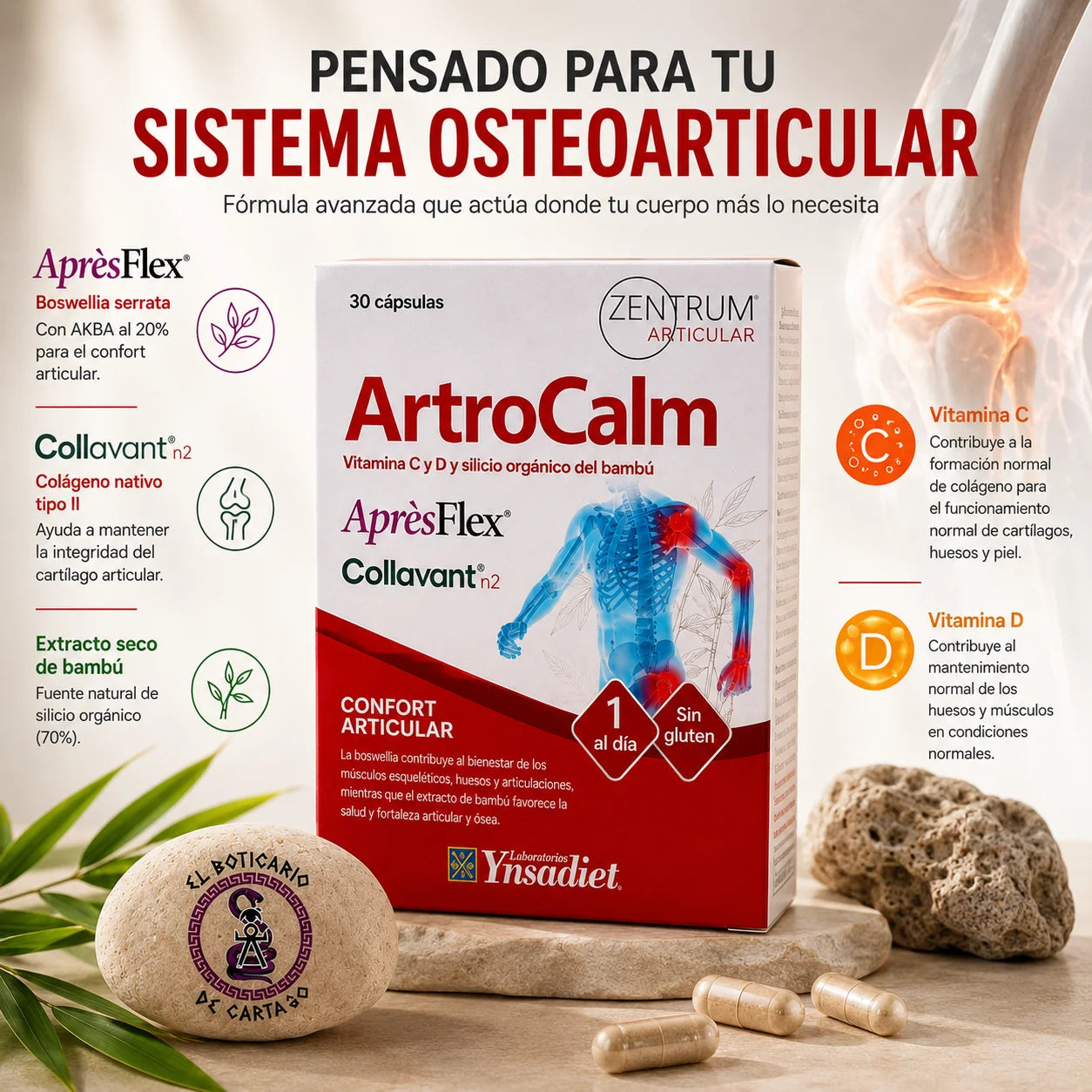 Infografía de ArtroCalm Zentrum Articular con AprèsFlex, Collavant n2, vitamina C y D – pensado para el sistema osteoarticular